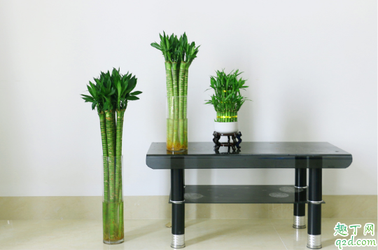 水培富贵竹生根后要换水吗 水养富贵竹怎么换水