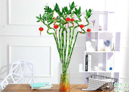 水培富贵竹生根后要换水吗 水养富贵竹怎么换水