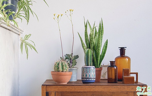 北欧风的植物有哪些 北欧风格适合什么植物