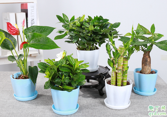 富贵竹能扦插吗 富贵竹怎么扦插容易成活