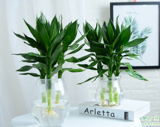 富贵竹能扦插吗 富贵竹怎么扦插容易成活