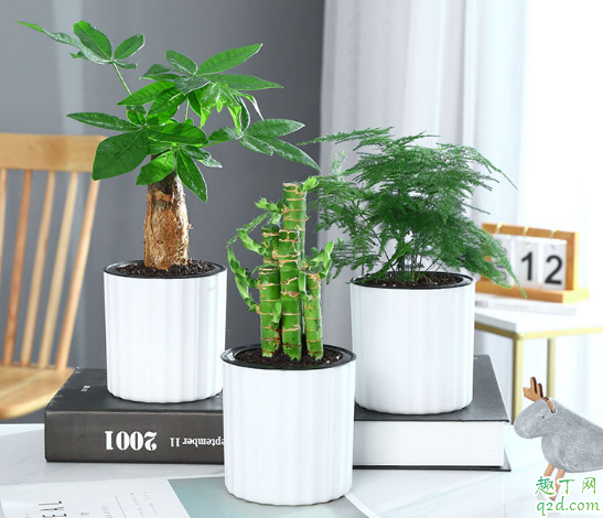 富贵竹能扦插吗 富贵竹怎么扦插容易成活