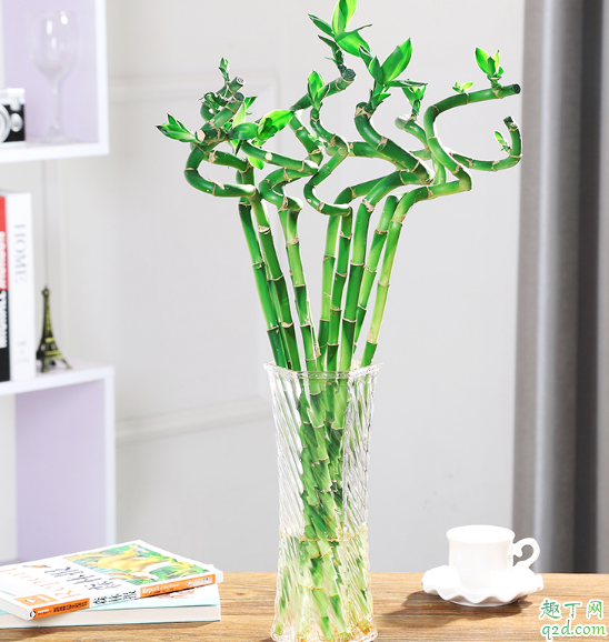 富贵竹怎么弄成弯曲形状 怎么才能让富贵竹螺旋着长