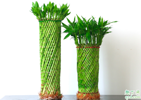富贵竹怎么弄成弯曲形状 怎么才能让富贵竹螺旋着长
