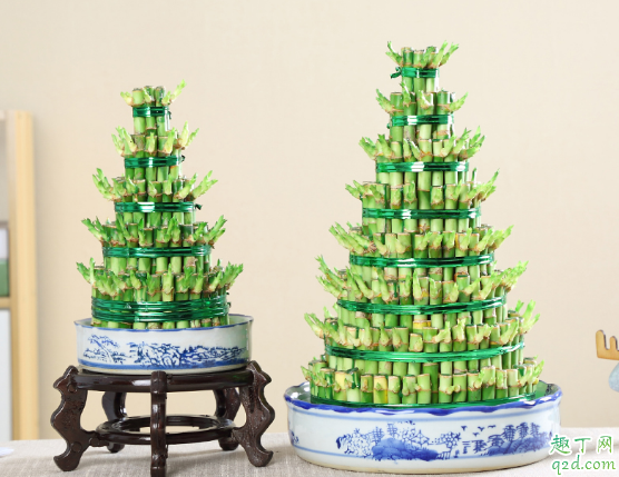 富贵竹多少天可以长根 怎样养富贵竹才能早出芽