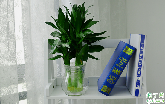 富贵竹多少天可以长根 怎样养富贵竹才能早出芽