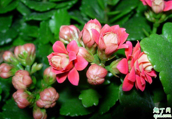 长寿花不开花是为什么 长寿花涂长不开花怎么办