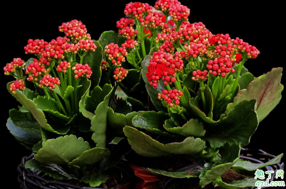 长寿花不开花是为什么 长寿花涂长不开花怎么办