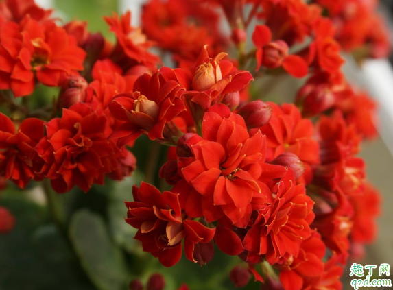 长寿花不开花是为什么 长寿花涂长不开花怎么办