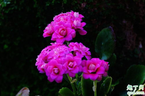 长寿花好养活吗 长寿花怎样养花开的旺盛