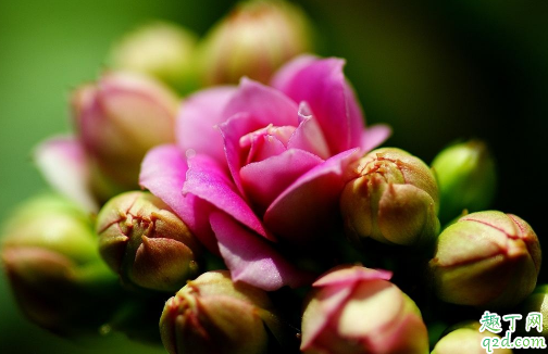 长寿花好养活吗 长寿花怎样养花开的旺盛