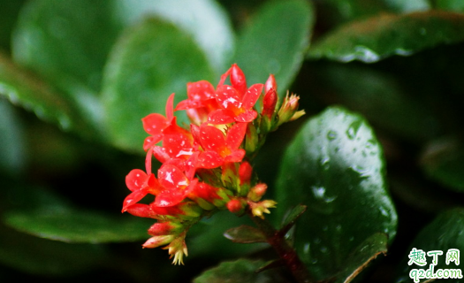 长寿花什么时候扦插容易成活 长寿花扦插后怎么养护