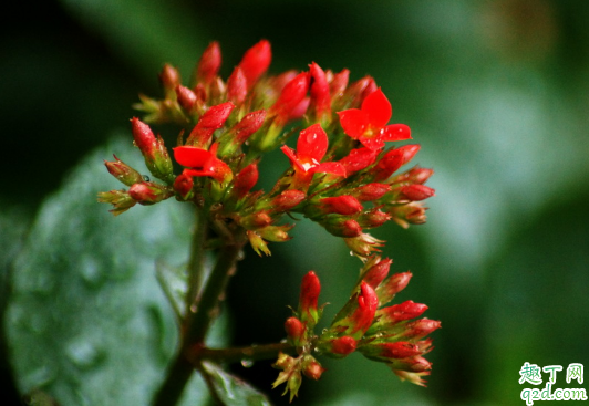 长寿花什么时候扦插容易成活 长寿花扦插后怎么养护