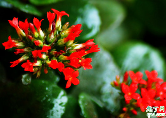 长寿花什么时候扦插容易成活 长寿花扦插后怎么养护