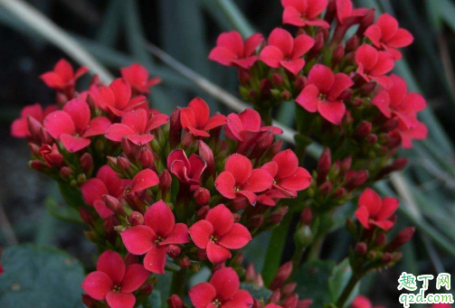 淘米水可以浇长寿花吗 新买的长寿花怎么浇水好