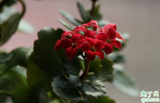 淘米水可以浇长寿花吗 新买的长寿花怎么浇水好