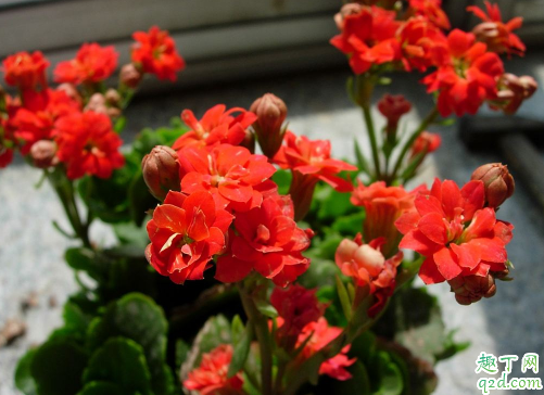 淘米水可以浇长寿花吗 新买的长寿花怎么浇水好