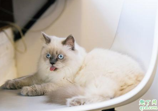 幼猫几个月开始用猫砂 怎么教幼猫用猫砂上厕所