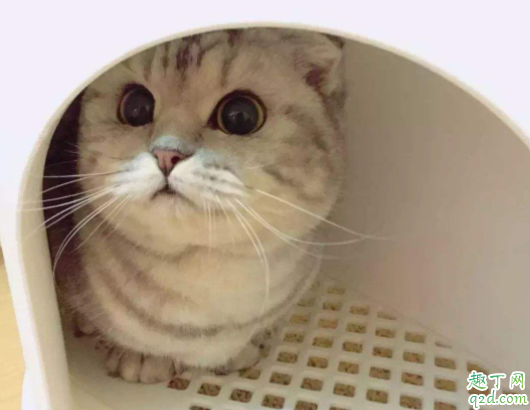 幼猫几个月开始用猫砂 怎么教幼猫用猫砂上厕所