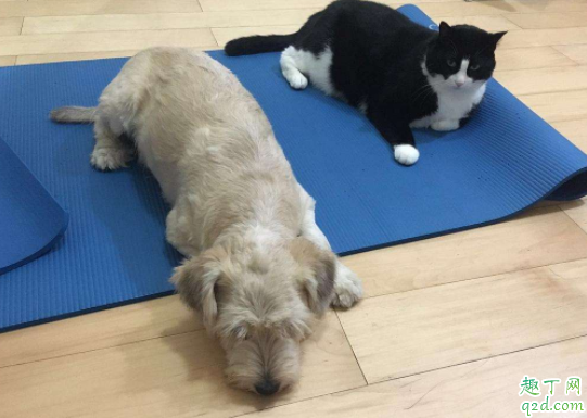 猫砂盆铲完还是臭怎么办 猫砂盆放厕所好吗