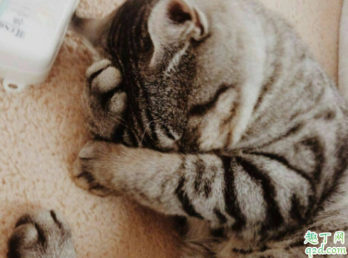 全自动猫砂盆怎么样 封闭式猫砂盆防臭吗