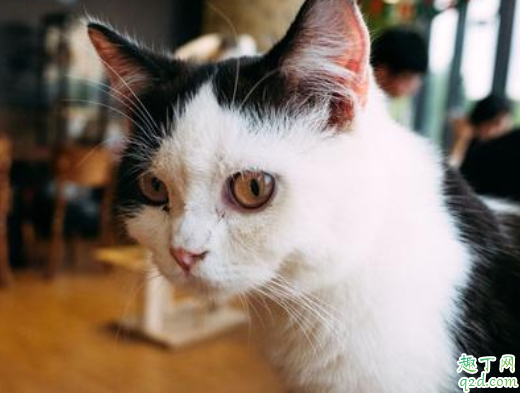 猫砂盆猫砂多少合适 怎么给猫铲猫砂