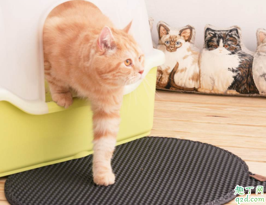 猫砂盆猫砂多少合适 怎么给猫铲猫砂