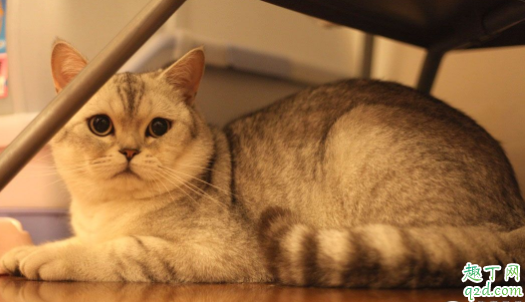 猫砂可以自己做吗 怎么教猫咪用猫砂埋屎