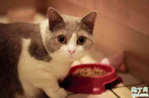 猫砂可以自己做吗 怎么教猫咪用猫砂埋屎