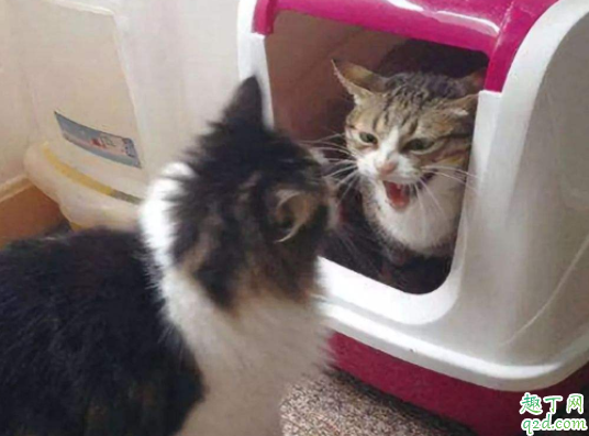 猫咪吃猫砂会中毒吗猫砂可能引发主人过敏吗