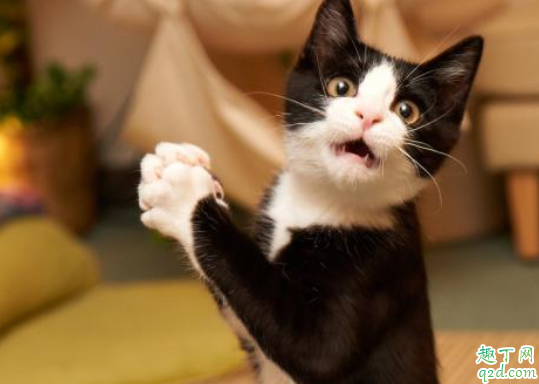 猫咪吃猫砂会中毒吗猫砂可能引发主人过敏吗