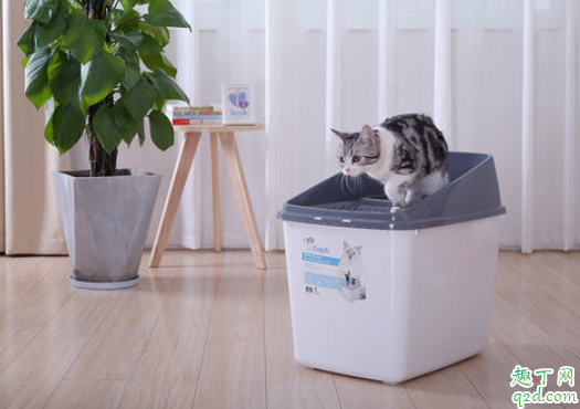 猫总是在猫砂盆里趴着怎么回事 猫在猫砂盆边缘拉屎怎么办