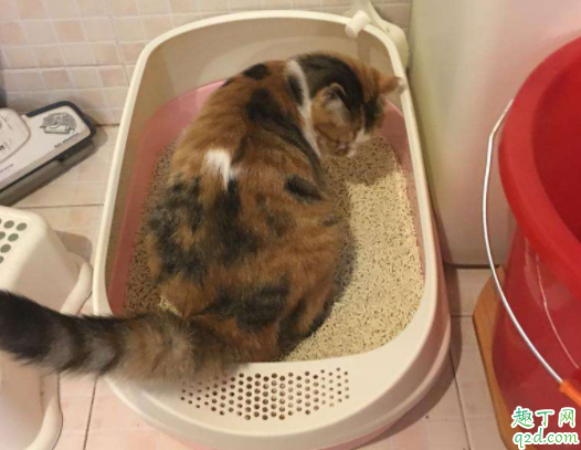 猫总是在猫砂盆里趴着怎么回事 猫在猫砂盆边缘拉屎怎么办