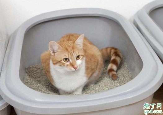 猫总是在猫砂盆里趴着怎么回事 猫在猫砂盆边缘拉屎怎么办
