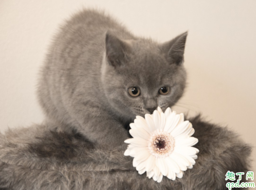 猫咪随地拉屎怎么回事 怎么解决猫咪随地拉屎