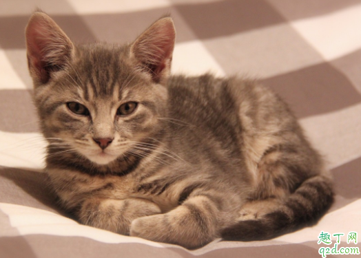 猫咪到处撒尿有什么好办法 猫咪绝育后还会乱尿吗