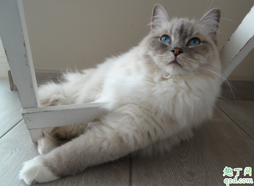 猫咪到处撒尿有什么好办法 猫咪绝育后还会乱尿吗