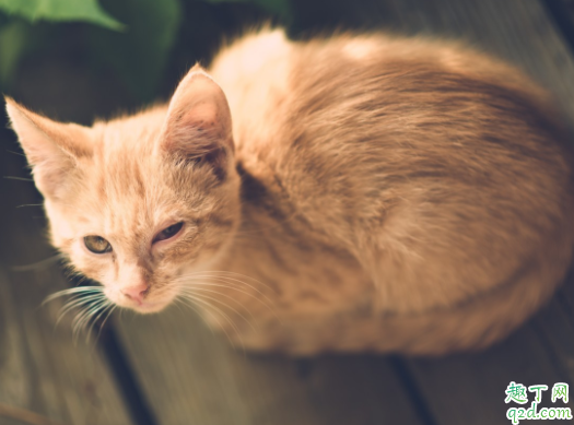 猫咪到处撒尿有什么好办法 猫咪绝育后还会乱尿吗