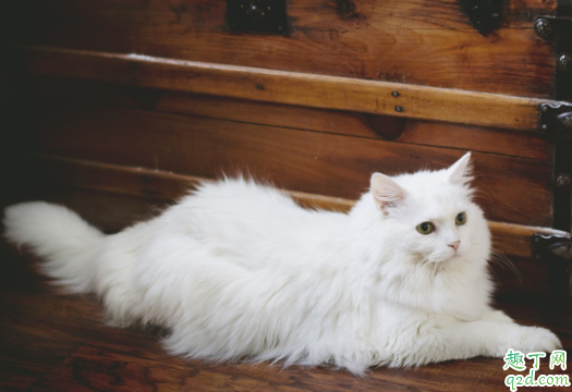 猫咪到处撒尿有什么好办法 猫咪绝育后还会乱尿吗