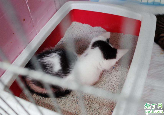 猫砂盆在房间里味道很大怎么办 猫砂盆消毒用什么