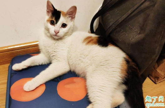 猫砂盆在房间里味道很大怎么办 猫砂盆消毒用什么