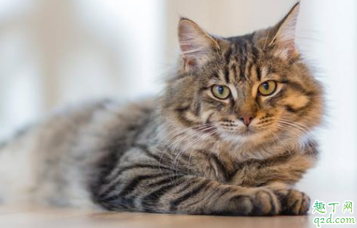 猫砂盆换位置怎么告诉猫 猫砂盆放在家里哪个位置好