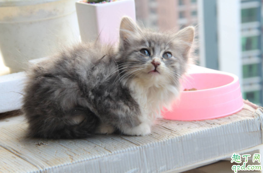 猫咪两个月能吃鸡肉吗 2个月猫一天吃多少猫粮
