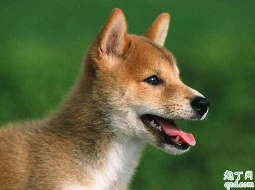 土狗可以吃火腿肠吗 成年土狗一天喂几顿