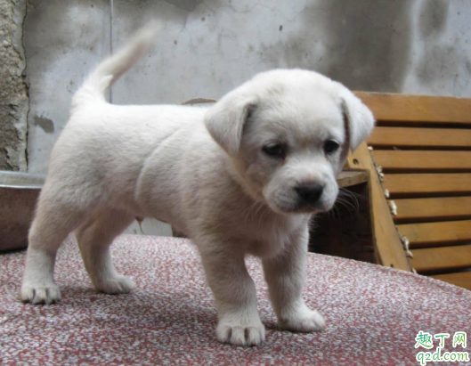 生了小狗的母狗可以吃什么 母狗多久做绝育手术好