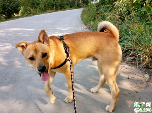 生了小狗的母狗可以吃什么 母狗多久做绝育手术好