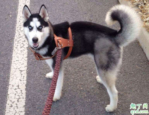 狗能吃骨头嘛 给狗狗吃哪种骨头好