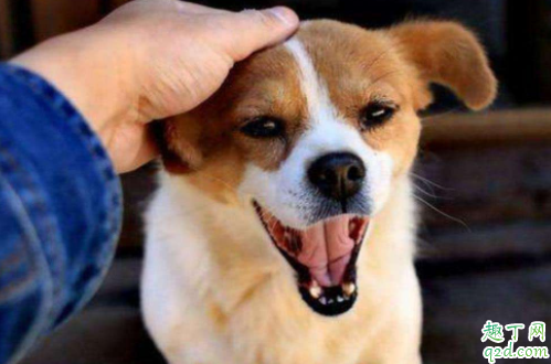 狗能吃骨头嘛 给狗狗吃哪种骨头好