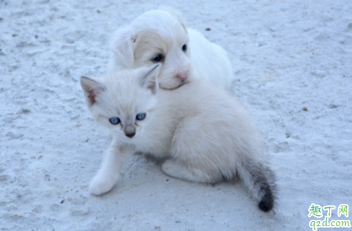 怎么分辨母狗真假怀孕 怎么避免母狗怀孕