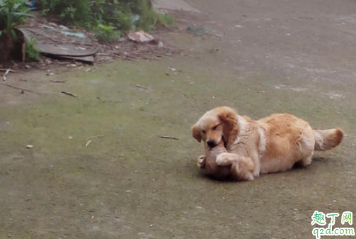 怎么分辨母狗真假怀孕 怎么避免母狗怀孕